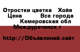 Отростки цветка  “Хойя“ › Цена ­ 300 - Все города  »    . Кемеровская обл.,Междуреченск г.